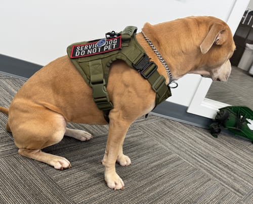 Customer photo review of 2MBH Harness Exchanges