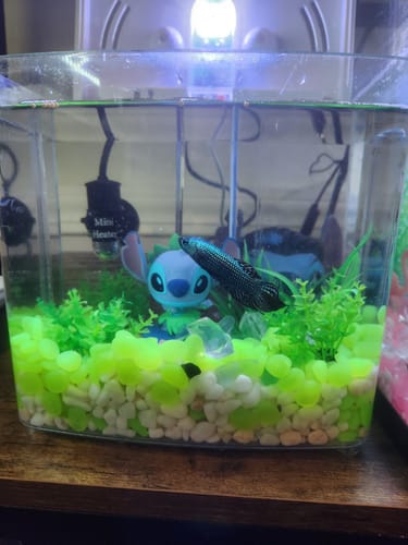 Customer photo review of Wild Alien Green Male Betta Fish
