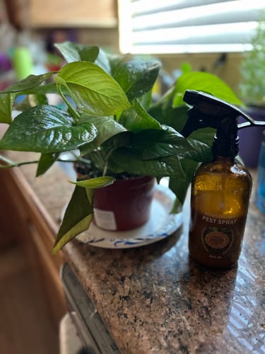 Customer photo review of Houseplant Pest Spray