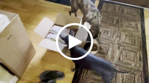 Customer video review of Ostrich Hip Bone (12" x 5"x 3”): The Durable, Flavor-Packed Chew for Medium & Large Dogs