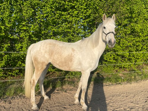 Customer photo review of Kristallkraft Coolly