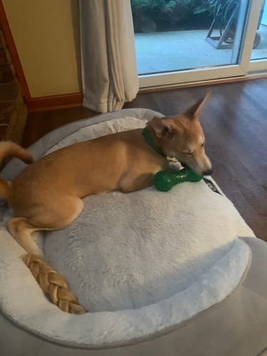 Customer photo review of FurLife Shipping Protection
