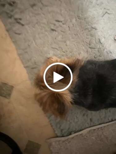 Customer video review of 4-Stick Yak Chew Pack – Mint, Banana, Strawberry & Pumpkin