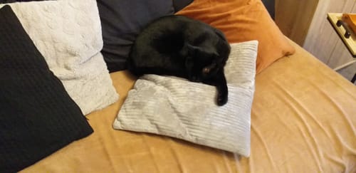 Avis photo d'un client sur Croquettes Chat Stérilisé Sans Céréales - Poulet