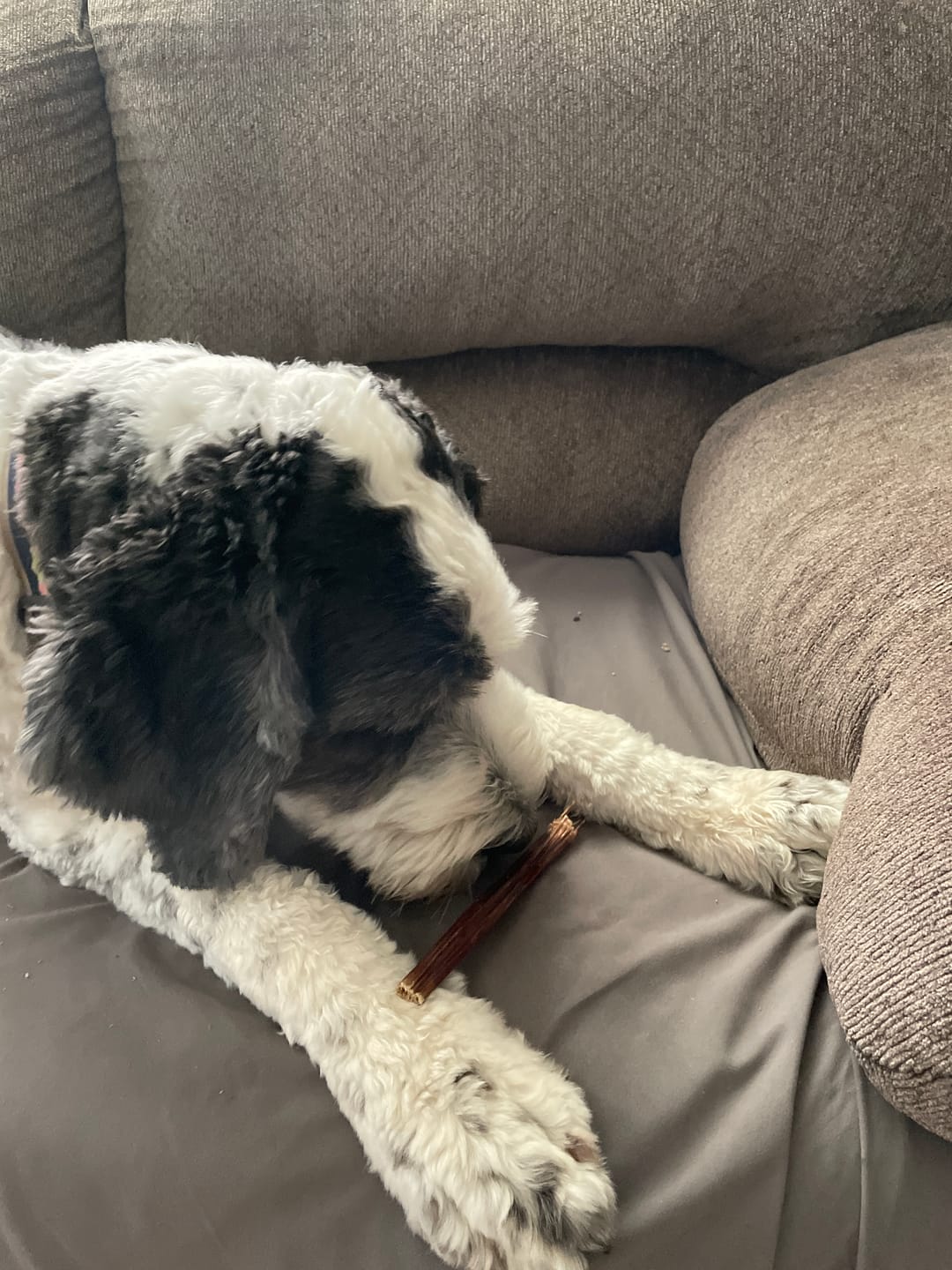 Customer photo review of 12" Gullet Sticks For Dogs