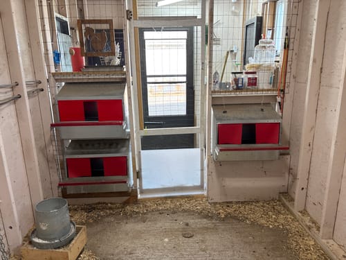 Customer photo review of Small (24") Reversible Rollout Nest Box (Up to 20 Hens)