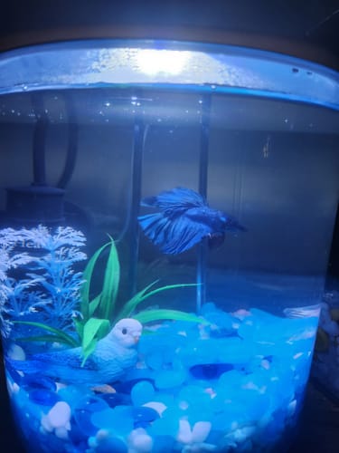 Customer photo review of Dumbo Blue Butterfly Halfmoon Male Betta Fish