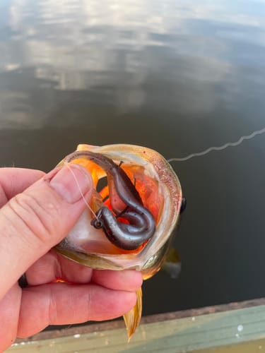 Customer photo review of Fire Shad 5” Jerk Bait