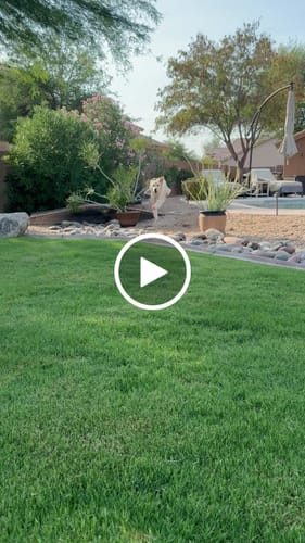 Customer video review of WagWellies® Mojave