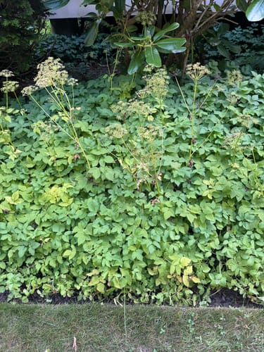 Customer photo review of The All-Day Treadlite Broadfork | 20" wide | 4 tines