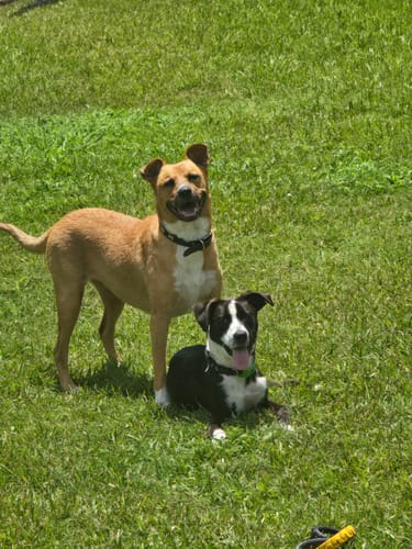Customer photo review of FurLife™ - 12 Months Flea and Tick Tags for Dogs