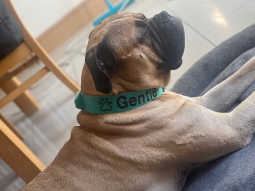 Carol D. review of 5cm Lighter Combat® Collar | With Handle Secure Clip - Turquoise x Orange image 1 out of 3