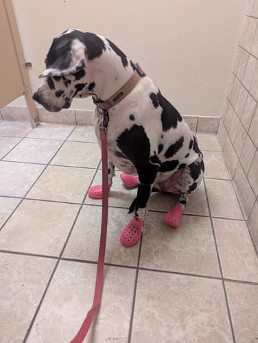 Customer photo review of WagWellies® Mojave