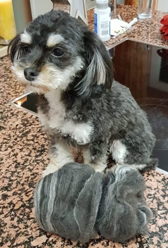 Customer photo review of Neakasa P1 Pro 5-in-1 Haustierpflege Staubsauger Set für Hunde & Katzen