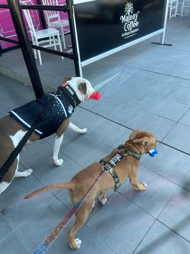 Customer photo review of Canine Weight Vest - BLACK