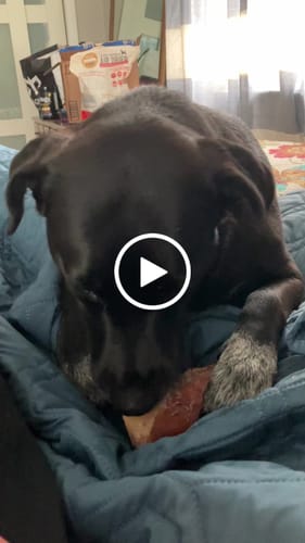 Customer video review of Regular Bully Sticks