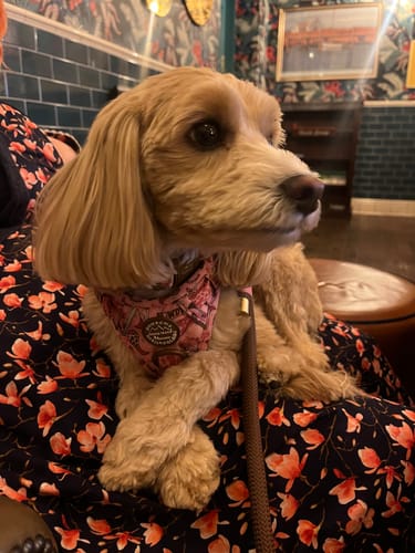 Erin review of Tough Trails™ Harness - Cowgirl image 1 out of 2