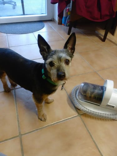 Customer photo review of Neakasa P1 Pro 5-in-1 Haustierpflege Staubsauger Set für Hunde & Katzen