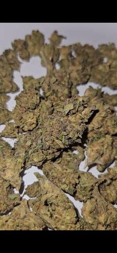 Customer photo review of Cheap THCA Flower Ounce