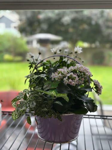 Customer photo review of Plant Food