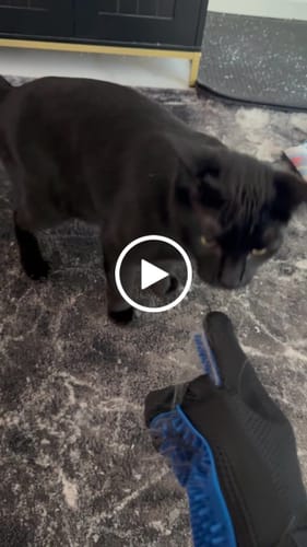 Customer video review of StimuliCat Grooming Glove | The Only Glove With Mother-Tongue Technology for Stress-Free Grooming (Includes Both Hands)
