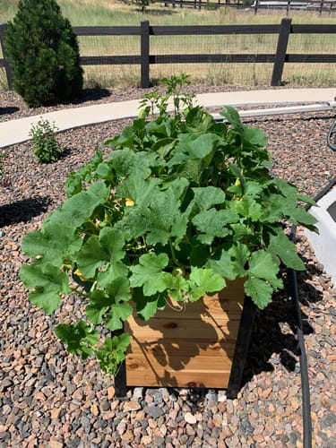 Customer photo review of 18" x 72" Planter Box - 24" TALL