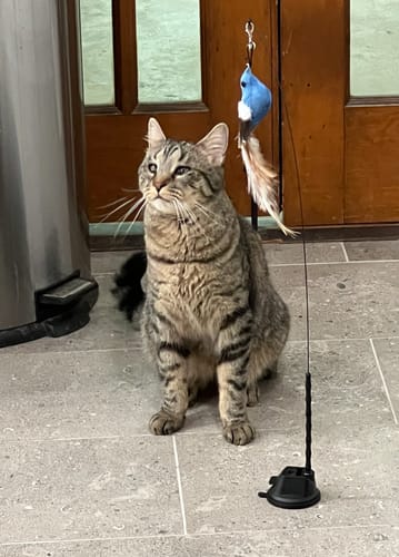 Customer photo review of Replacement Wire + Base (Interactive Bird Simulation Cat Toy)