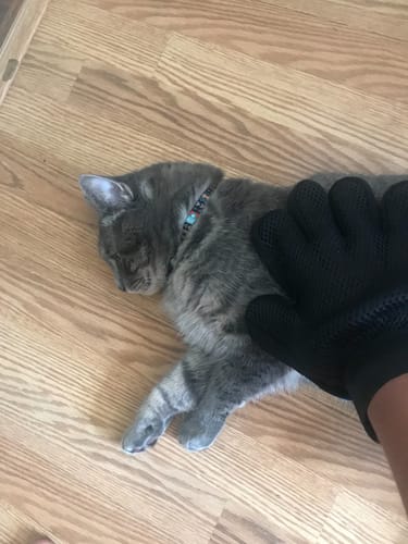 Customer photo review of StimuliCat Grooming Glove | The Only Glove With Mother-Tongue Technology for Stress-Free Grooming (Includes Both Hands)