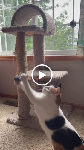 Customer video review of Interactive Bird Simulation Cat Toy Set | Leo's Paw