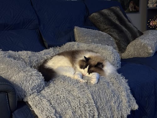 Customer photo review of Calming Couch Bed