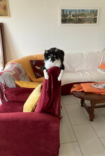 Avis photo d'un client sur Pâtée Chat Stérilisé Sans Céréales - Saumon