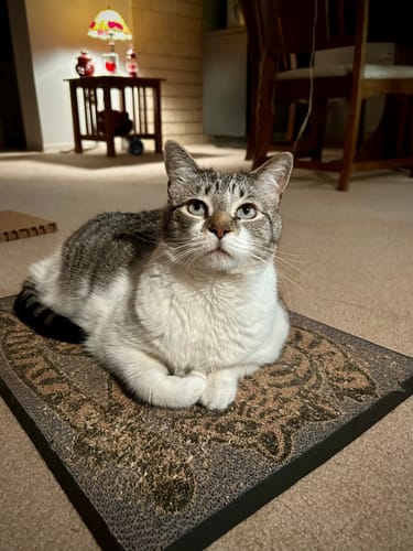 Customer photo review of Asian Tiger - Luxury Cat Scratching Board