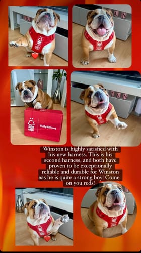 Tanya C. review of Premium Comfort Harness | Non Restrictive - Nottingham Forest image 1 out of 1