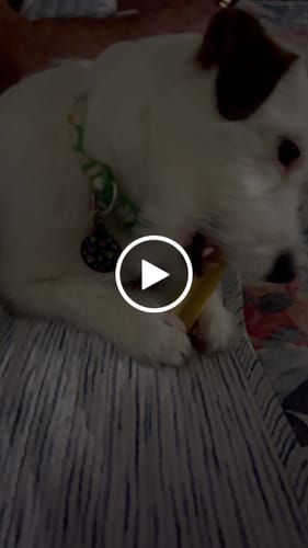 Customer video review of 4-Stick Yak Chew Pack – Mint, Banana, Strawberry & Pumpkin