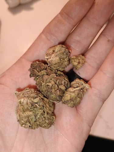 Customer photo review of Cheap THCA Flower Pound (450g)