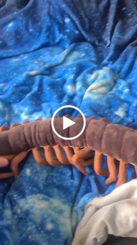 Customer video review of Chinese Red-Headed Centipede Stuffed Plush Toy