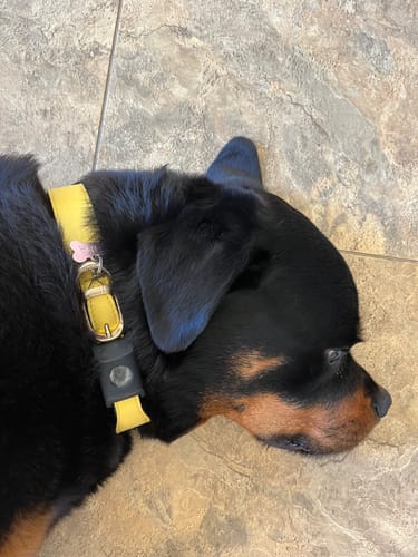 Customer photo review of FurLife™ 12 Months Flea and Tick Free