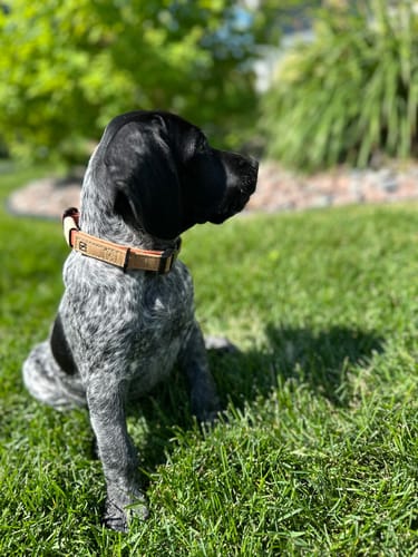 Customer photo review of Terracotta Collar (small)