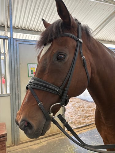Customer photo review of Solo Lydia Snaffle