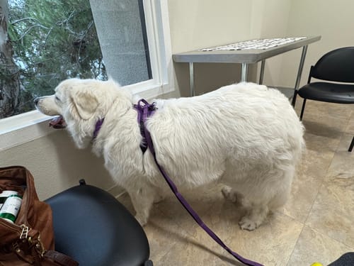 Vanessa P. review of Anti Pull Hurricane Harness - With Handle - Purple image 1 out of 1