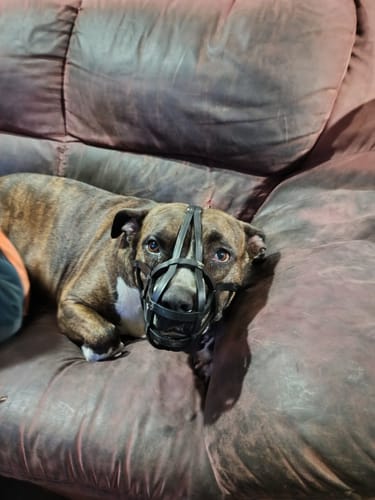 Customer photo review of Muzzle - Leather Basket