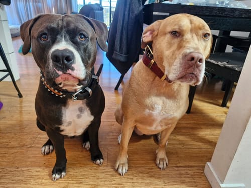 Customer photo review of Hand Made Leather Dog Collar - RuffNeck Cherry & Brass (Wide Fit)