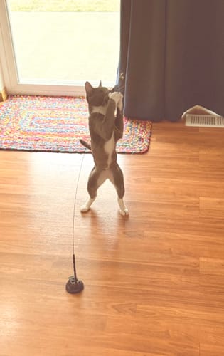 Customer photo review of Interactive Bird Simulation Cat Toy Set
