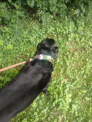 Customer photo review of FurLife™ - 12 Months Flea and Tick Tags for Dogs