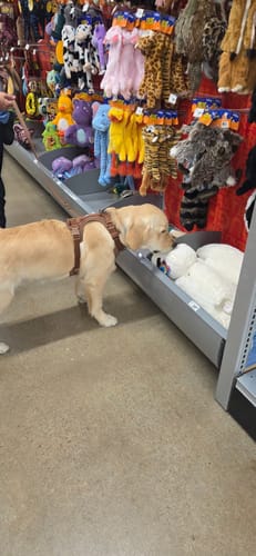 Customer photo review of Solace 6-IN-1 Hands Free Waterproof Leash