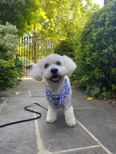 Customer photo review of D-Ring Adjustable Harness – Tiny Diny