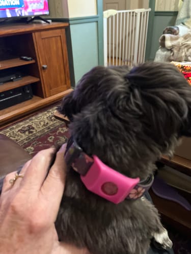 Customer photo review of FurLife™ 12 Months Flea and Tick Free