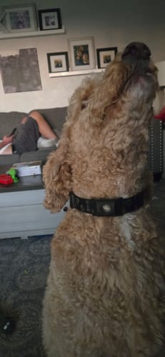 Customer photo review of FurLife™ 12 Months Flea and Tick Free