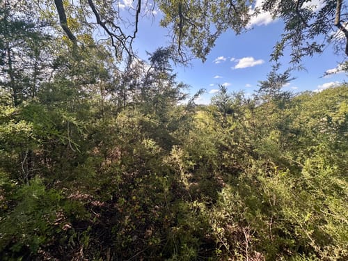 Customer photo review of Original Lowe 22 Series Anvil Lopper with Curved Blade - Heavy Duty Prunner 2" Cut