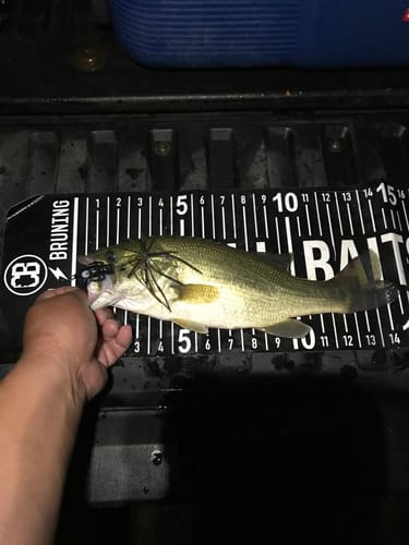 Customer photo review of NEW! Tungsten BOOM Skirt Weights | Designed by Nako | 4 Skirt Colors 2 Pack
